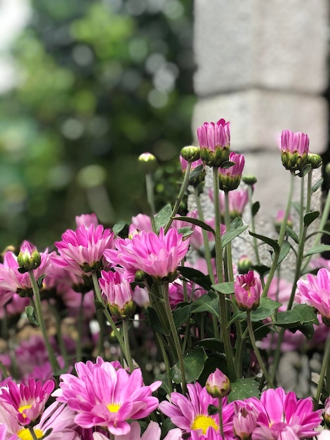 Foto close-up van een roze bloeiende plant in een park