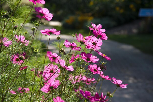 Foto close-up van een roze bloeiende plant in een park