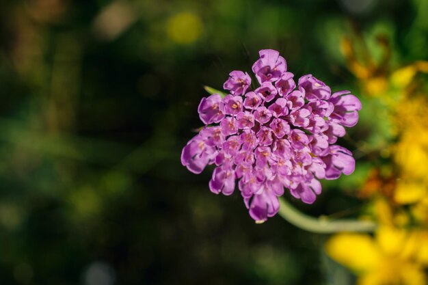 Close-up van een roze bloeiende plant in het park