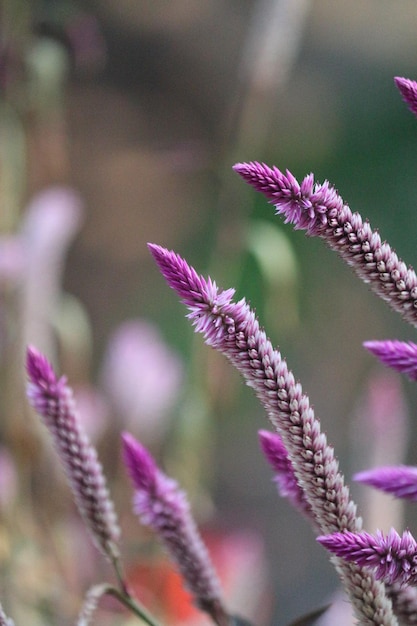 Close-up van een roze bloeiende plant op het veld