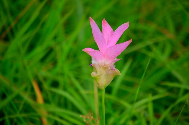 Foto close-up van een roze bloeiende plant op het veld