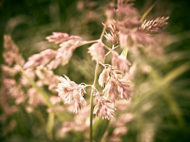 Foto close-up van een roze bloeiende plant op het veld