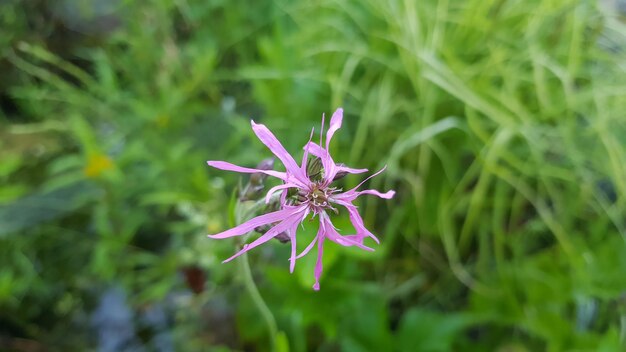 Foto close-up van een roze bloeiende plant op het veld