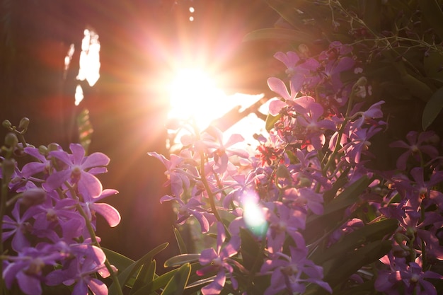 Close-up van een roze bloeiende plant tegen de heldere zon