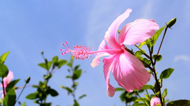 Close-up van een roze bloeiende plant tegen de lucht