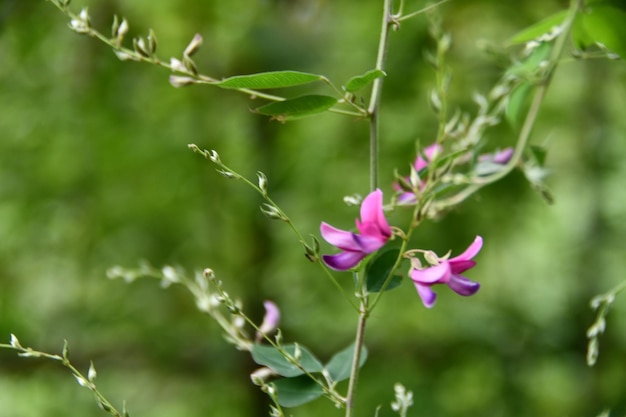 Close-up van een roze bloeiende plant