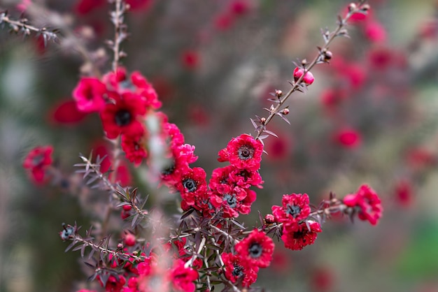 Foto close-up van een roze bloeiende plant