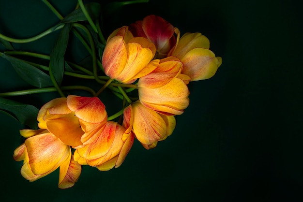 Close-up van een roze bloeiende plant