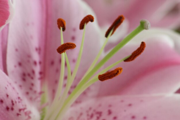 Foto close-up van een roze bloeiende plant