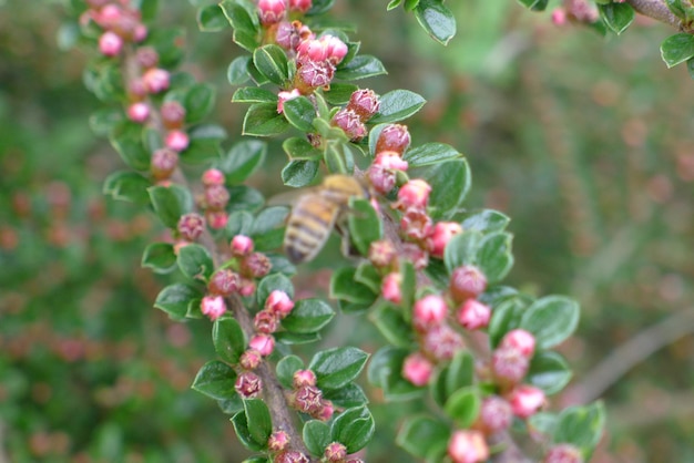 Close-up van een roze bloeiende plant