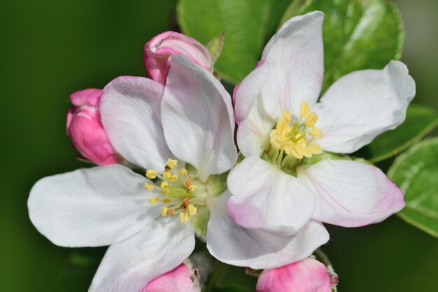 Foto close-up van een roze bloeiende plant