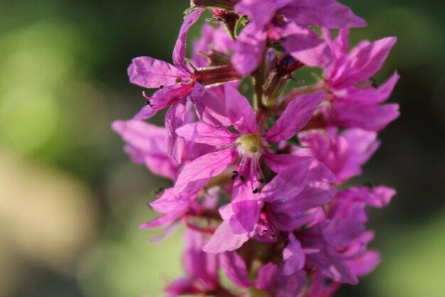 Close-up van een roze bloeiende plant