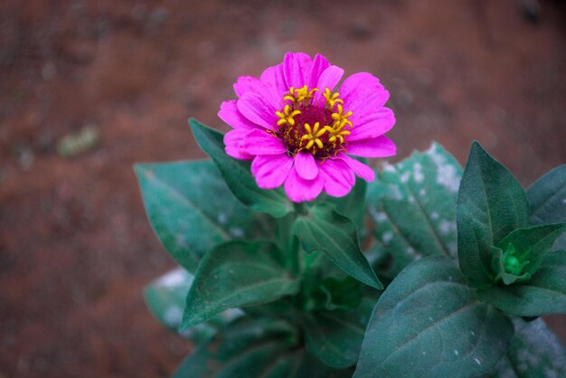 Close-up van een roze bloeiende plant