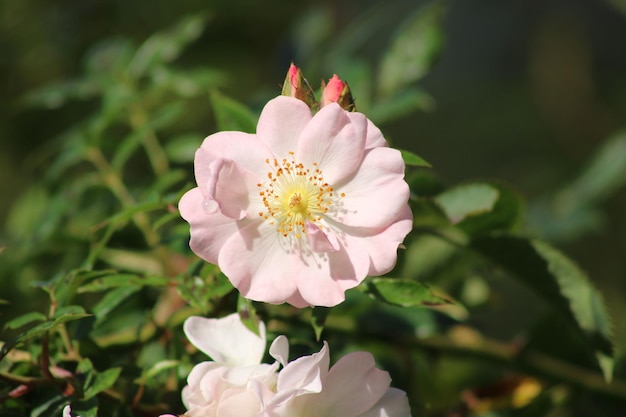 Foto close-up van een roze bloeiende plant