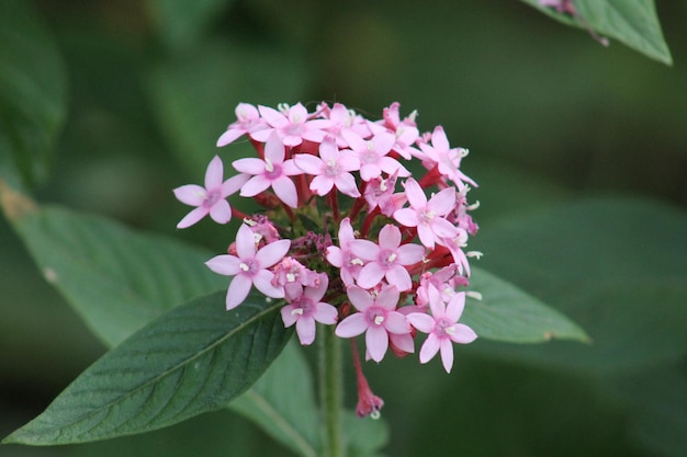 Foto close-up van een roze bloeiende plant