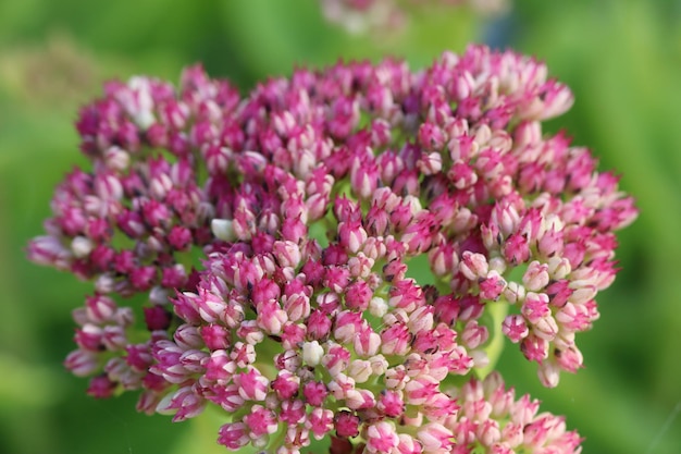 Foto close-up van een roze bloeiende plant