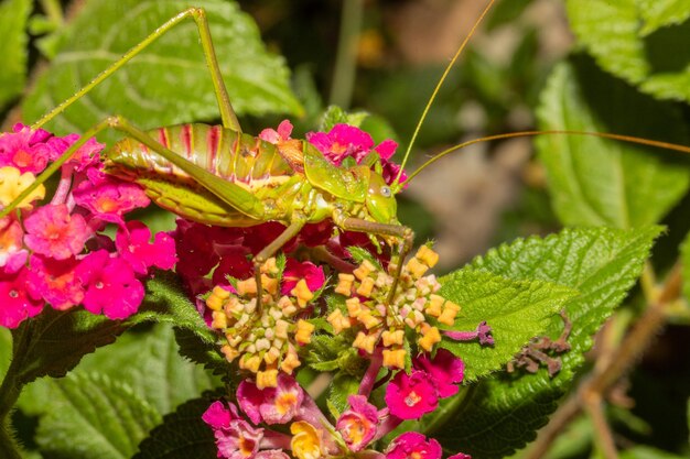 Foto close-up van een roze bloeiende plant