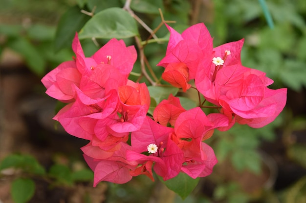 Close-up van een roze bloeiende plant