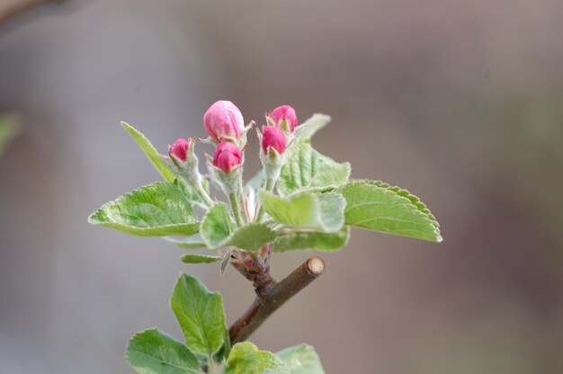 Foto close-up van een roze bloeiende plant