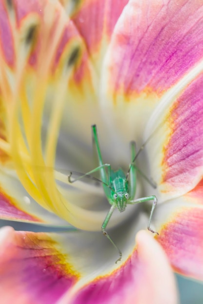 Foto close-up van een roze bloeiende plant