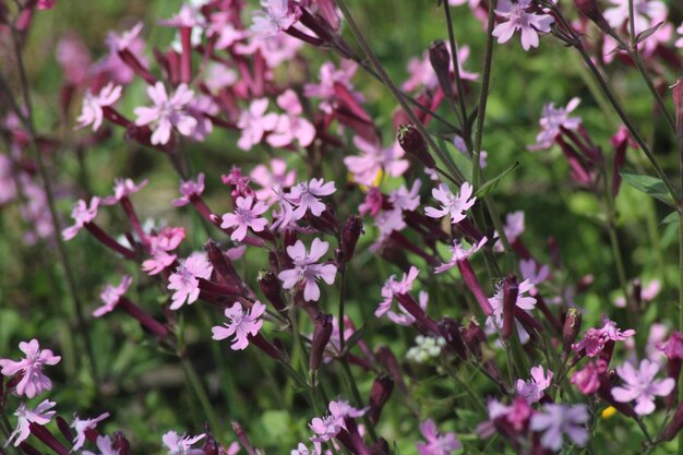 Foto close-up van een roze bloeiende plant