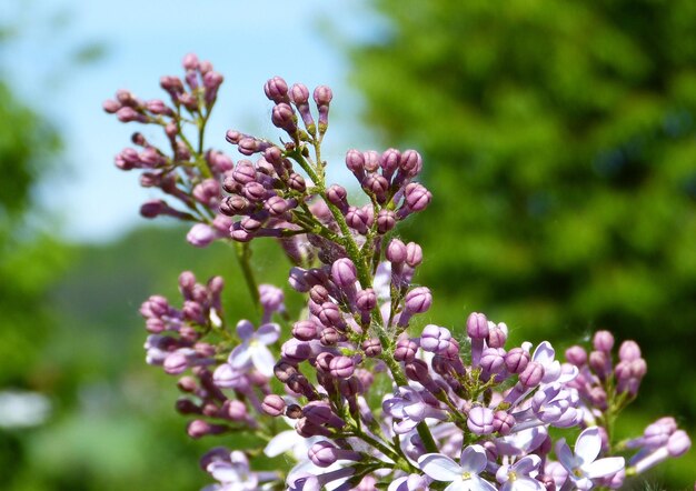 Foto close-up van een roze bloeiende plant