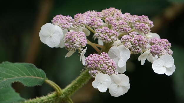 Foto close-up van een roze bloeiende plant