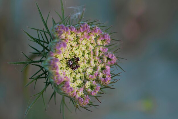 Close-up van een roze bloeiende plant