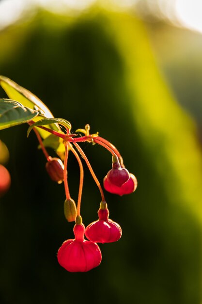 Foto close-up van een roze bloeiende plant