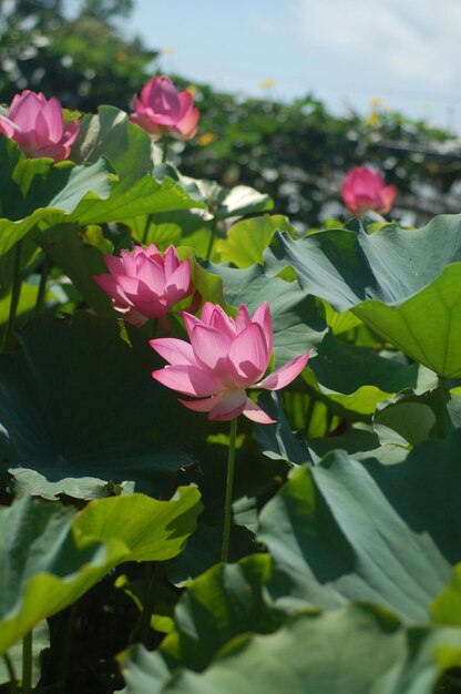 Foto close-up van een roze bloeiende plant