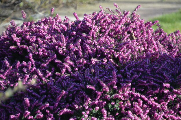 Foto close-up van een roze bloeiende plant