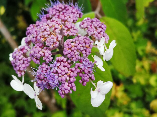 Foto close-up van een roze bloeiende plant