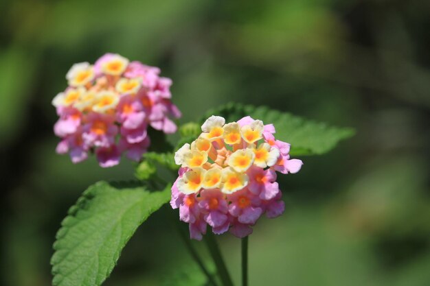 Foto close-up van een roze bloeiende plant