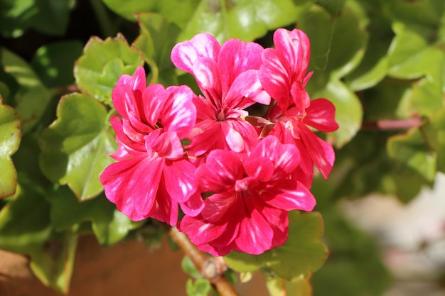 Foto close-up van een roze bloeiende plant