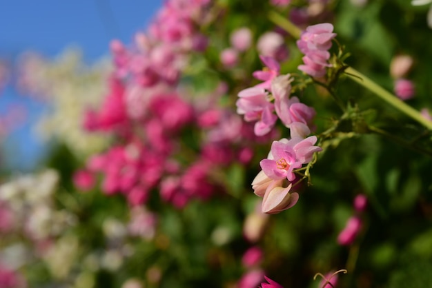 Close-up van een roze bloeiende plant