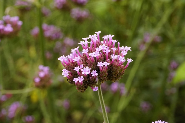 Foto close-up van een roze bloeiende plant