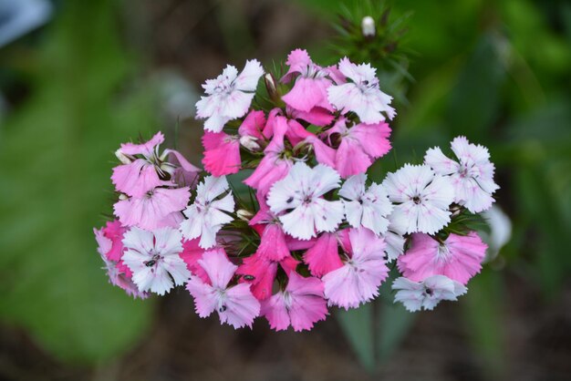 Foto close-up van een roze bloeiende plant