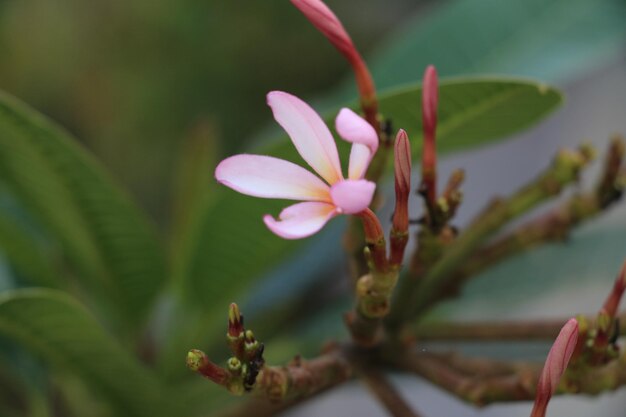 Close-up van een roze bloeiende plant