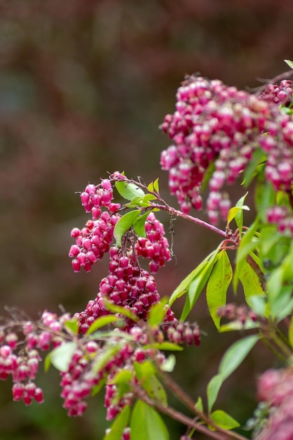 Foto close-up van een roze bloeiende plant