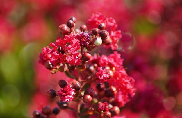 Foto close-up van een roze bloeiende plant