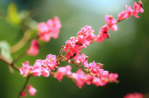 Foto close-up van een roze bloeiende plant