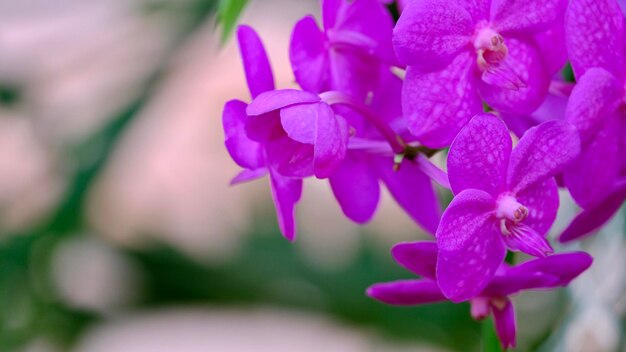 Foto close-up van een roze bloeiende plant