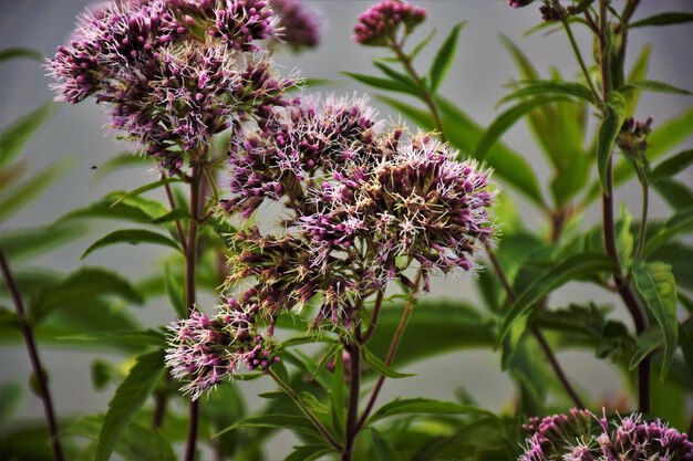 Foto close-up van een roze bloeiende plant