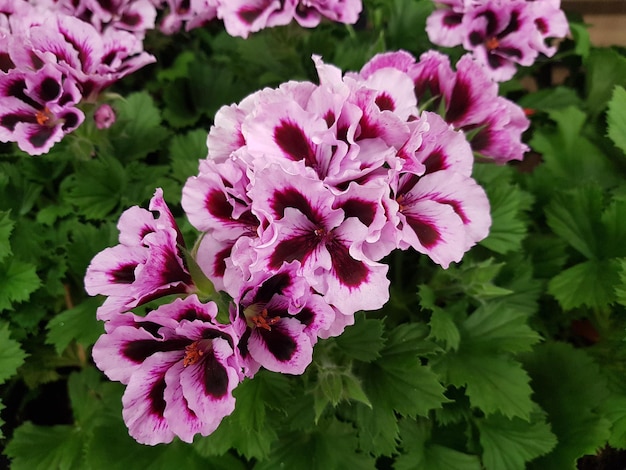 Close-up van een roze bloeiende plant