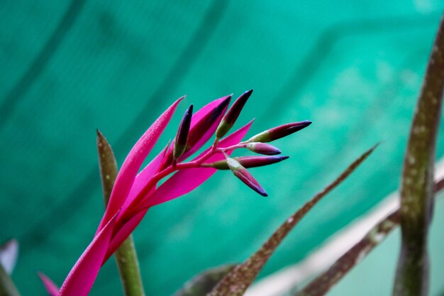 Foto close-up van een roze bloeiende plant