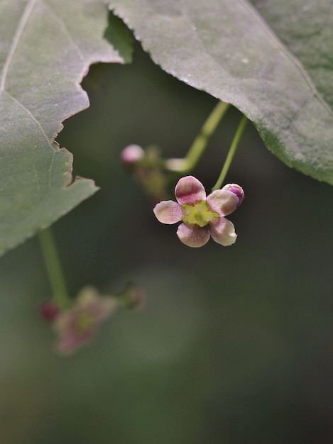 Close-up van een roze bloeiende plant