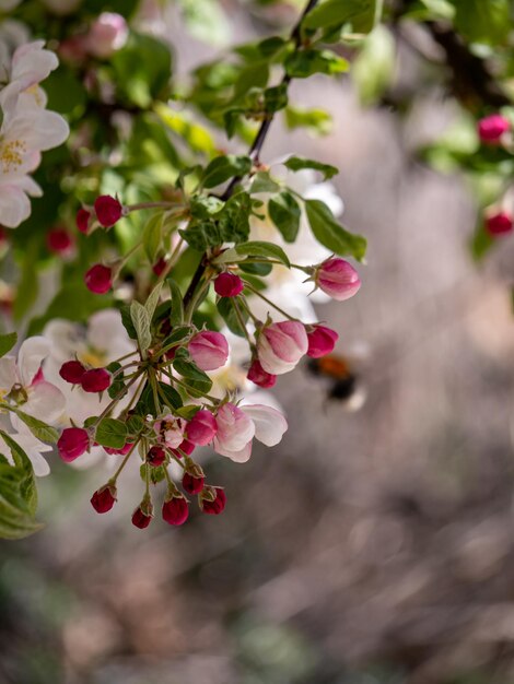 Foto close-up van een roze bloeiende plant