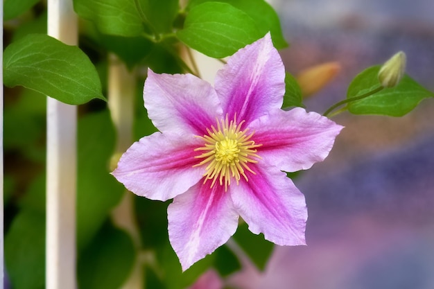 Foto close-up van een roze bloeiende plant