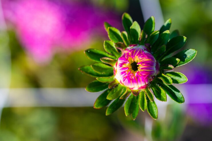 Foto close-up van een roze bloeiende plant