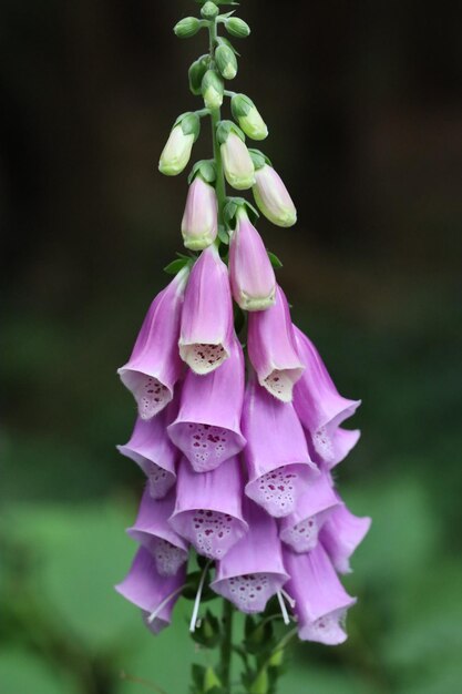 Foto close-up van een roze bloeiende plant